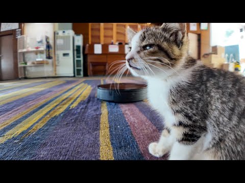 猫ホテルは連泊がオススメ!昼間は子猫対ロボット掃除機の闘いが見れるかも?!(YouTube)