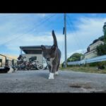 【自らモフられに来る猫】港で猫ちゃんが歩いてきた瞬間が尊すぎた…(YouTube)