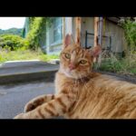 【茶トラ猫小学校】体育館裏の猫がかわいすぎる(YouTube)