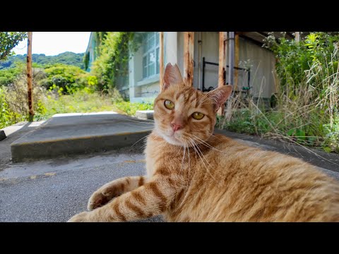 【茶トラ猫小学校】体育館裏の猫がかわいすぎる(YouTube)