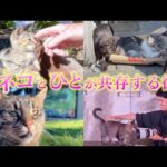 猫と人が共存する街「イスタンブール」に行ってきました！(YouTube)