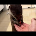 真夏のカワウソスイカ割り！結果は！？ Midsummer otter watermelon splitting! The result…??(YouTube)