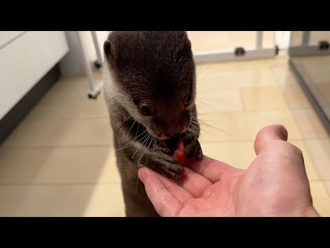 真夏のカワウソスイカ割り！結果は！？ Midsummer otter watermelon splitting! The result…??(YouTube)