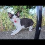 人間にシャーシャーと威嚇してくる子猫5兄弟、母猫には甘えまくる(YouTube)