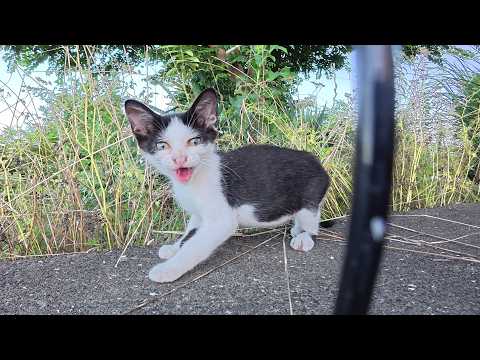 人間にシャーシャーと威嚇してくる子猫5兄弟、母猫には甘えまくる(YouTube)