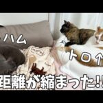 ハムちゃんとトロしゃんの距離がここまで縮まりました！(YouTube)