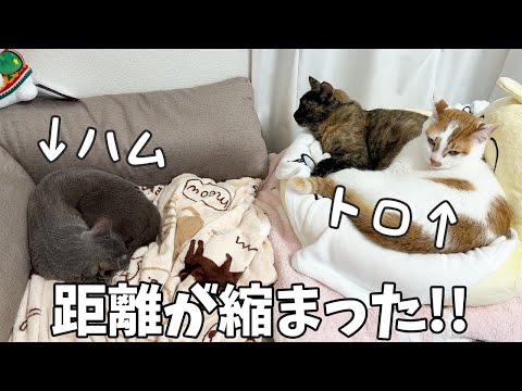 ハムちゃんとトロしゃんの距離がここまで縮まりました！(YouTube)