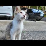 神社にいた猫ちゃん、一番小さい子猫が一番人懐っこいです(YouTube)