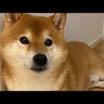よりめのはちくん。 がライブ配信中！(YouTube)