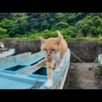 漁船の主!? 撫でたらゴロゴロ言いながら自分から降りてきた猫が可愛すぎた件🚢🐱(YouTube)