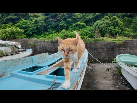 漁船の主!? 撫でたらゴロゴロ言いながら自分から降りてきた猫が可愛すぎた件🚢🐱(YouTube)