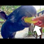 マレーバクにかかればコーンなんて一瞬で粉砕できます【とうもろこし】(YouTube)