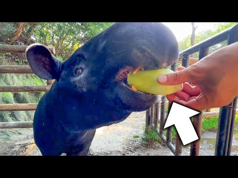 マレーバクにかかればコーンなんて一瞬で粉砕できます【とうもろこし】(YouTube)
