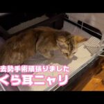 さくら耳ニャリ  避妊去勢手術頑張りました  ヤーユー姉弟  里親様募集中です   2025 07 13 2(YouTube)