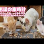 不思議な腹時計  泥の中からレスキューされたモグとボッチで小学生に拾われたムック   2025 07 09 2(YouTube)