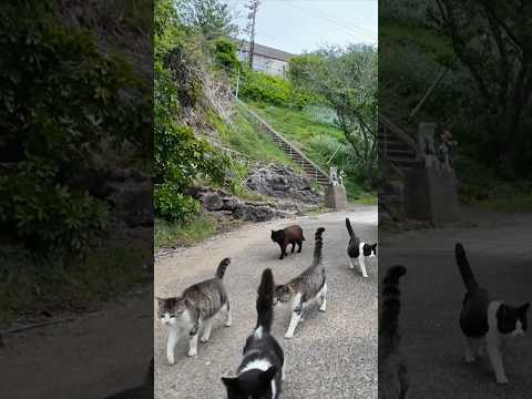 猫の集会が終わって帰っていく猫たち(YouTube)