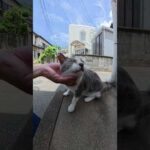 猫除けのペットボトルをガン無視する猫 #猫 #cat #ねこ(YouTube)