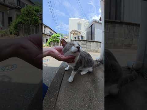 猫除けのペットボトルをガン無視する猫 #猫 #cat #ねこ(YouTube)