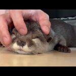 床で強烈に撫でられるカワウソの至福時間 Blissful time for an otter being intensely petted on the floor.(YouTube)