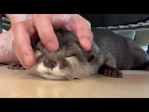 床で強烈に撫でられるカワウソの至福時間 Blissful time for an otter being intensely petted on the floor.(YouTube)