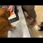 カワウソと猫で魚の取り合い！！ Otter and cat fighting over fish!(YouTube)