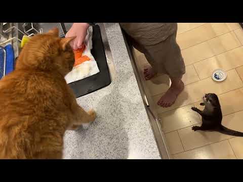 カワウソと猫で魚の取り合い！！ Otter and cat fighting over fish!(YouTube)
