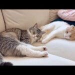自分のお尻を枕にしてくる兄に不満を溜めてる猫がこうなっちゃいましたwww(YouTube)