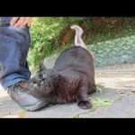 山道を歩いていると、黒猫が可愛い声で鳴きながら足止めしてきた(YouTube)