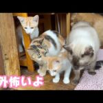 お外は怖いニャ まだダメにゃん    2025 07 17 2(YouTube)