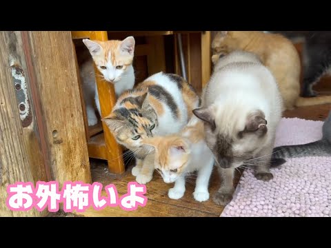 お外は怖いニャ まだダメにゃん    2025 07 17 2(YouTube)