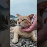 海辺にいた茶トラ猫ちゃん、ナデナデすると喜んで足にしがみついてきた(YouTube)