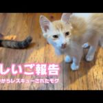 嬉しいご報告  泥の中からレスキューされたモグ    2025 07 28 2(YouTube)