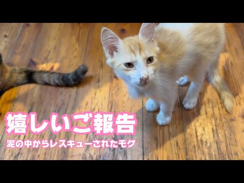 嬉しいご報告  泥の中からレスキューされたモグ    2025 07 28 2(YouTube)