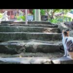 【神の使い!?】猫と一緒に山の上の神社へ参拝してきた件(YouTube)