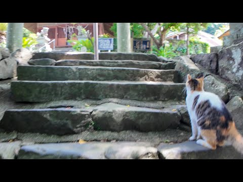【神の使い!?】猫と一緒に山の上の神社へ参拝してきた件(YouTube)