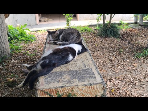 感動猫動画 のライブ配信(YouTube)