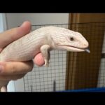 静レプありがとうございました&生き物系YouTubeクリエイターファンフェスタ直前ライブ(YouTube)