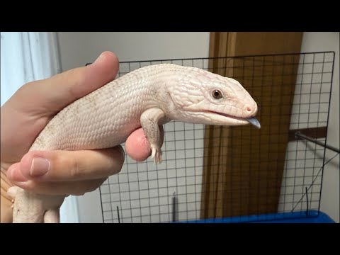静レプありがとうございました&生き物系YouTubeクリエイターファンフェスタ直前ライブ(YouTube)