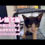 オレ棄てられてさくら耳になったよ  ごはんはもらえるからここにいるよ  TNR活動もしてます    2025 07 16 2(YouTube)
