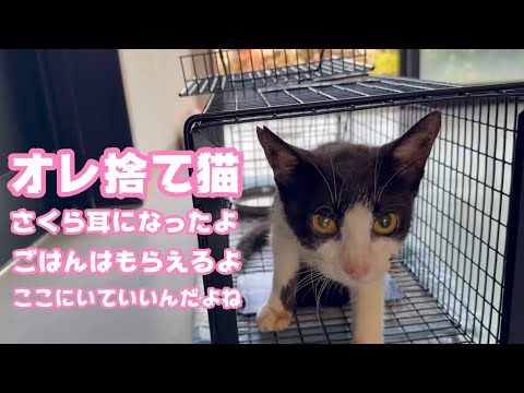 オレ棄てられてさくら耳になったよ  ごはんはもらえるからここにいるよ  TNR活動もしてます    2025 07 16 2(YouTube)