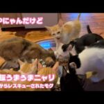 まだPにゃんだけど朝ご飯ウマウマにゃん  泥の中からレスキューされたモグ   2025 07 27 1(YouTube)