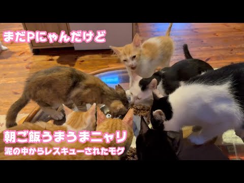 まだPにゃんだけど朝ご飯ウマウマにゃん  泥の中からレスキューされたモグ   2025 07 27 1(YouTube)