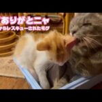 ママありがとニャ  泥の中からレスキューされたモグと目の見えないオコワママ   2025 07 25 1(YouTube)
