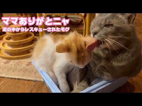 ママありがとニャ  泥の中からレスキューされたモグと目の見えないオコワママ   2025 07 25 1(YouTube)