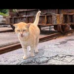 【超コスパスマホ】Xiaomi POCO F7 買ったので試しに漁港で猫動画撮ってみた(YouTube)