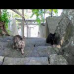 【神秘の出会い】山の上の神社でまさかの猫登場！？階段をトコトコ上がってきた件🐾⛩️(YouTube)