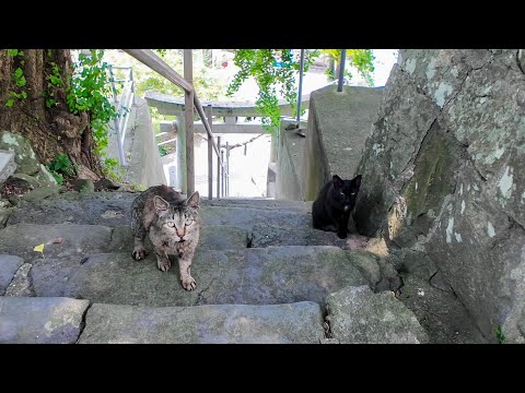 【神秘の出会い】山の上の神社でまさかの猫登場！？階段をトコトコ上がってきた件🐾⛩️(YouTube)