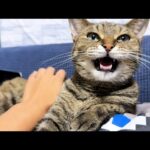 柴犬と猫に囲まれモテモテなお姉ちゃんだったけど…笑(YouTube)