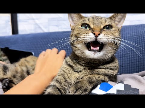柴犬と猫に囲まれモテモテなお姉ちゃんだったけど…笑(YouTube)