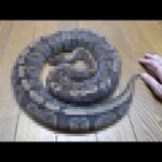 一年間エサを食べない蛇はこうなります(YouTube)